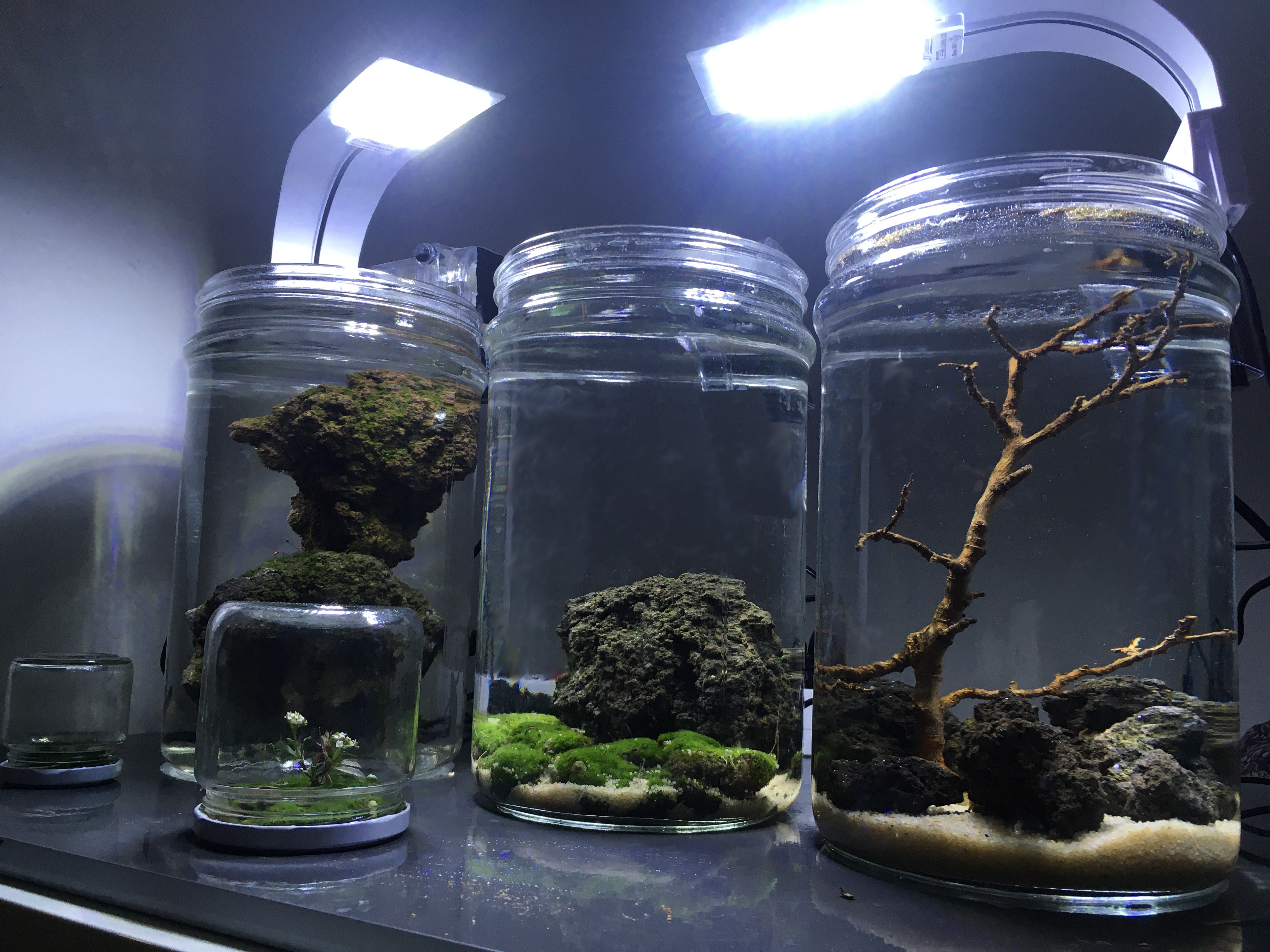 Mini micro nano acquario tropicale 5 litri completo cilindrico Caridinaio Betta Mini micro nano acquario tropicale 5 litri completo cilindrico Caridinaio Betta